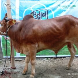 Share Qurbani Regular Package