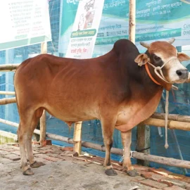 Bull 26022