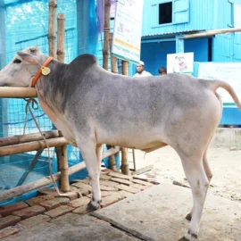 Bull 26020