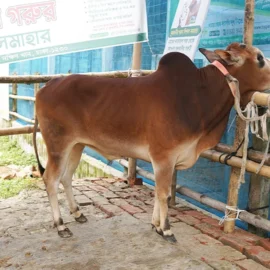 Bull 26029