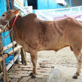 Bull 26005
