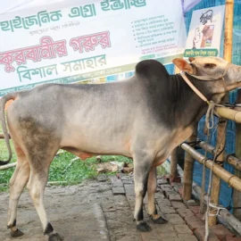 Bull 26039